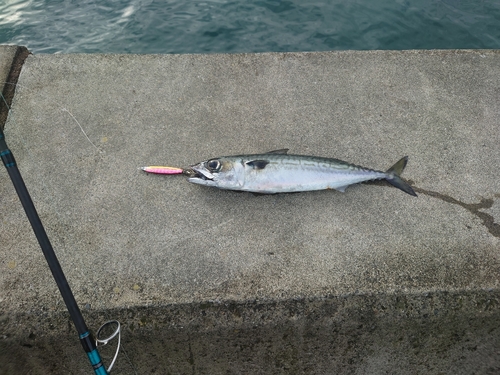 サバの釣果