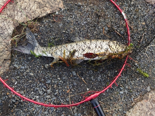 ニゴイの釣果