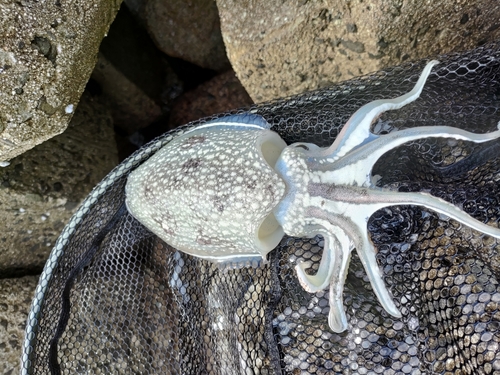 コウイカの釣果