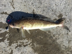 ホッケの釣果