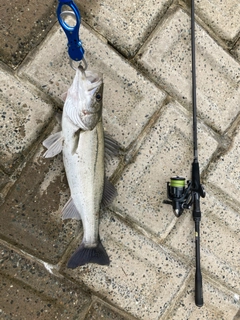 スズキの釣果