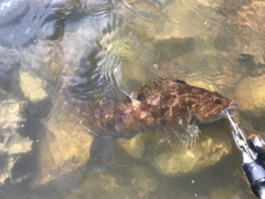 アイナメの釣果