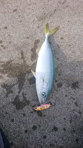 ワカナゴの釣果