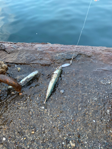 サバの釣果