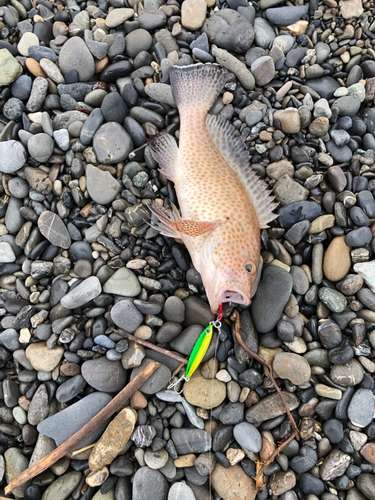 オオモンハタの釣果