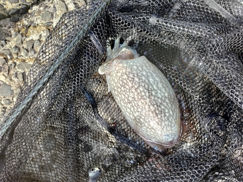 コウイカの釣果