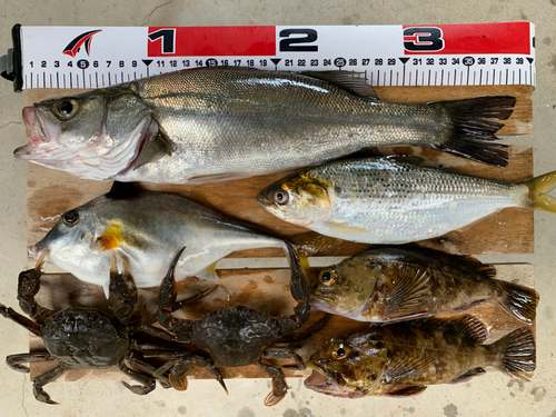 シーバスの釣果