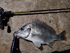 キビレの釣果
