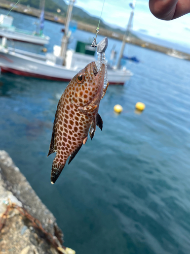 オオモンハタの釣果