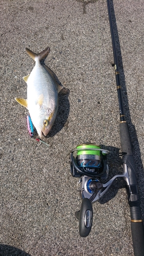 ショゴの釣果