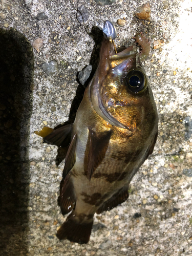 アカメバルの釣果