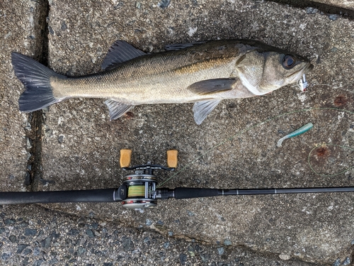 マダカ（マルスズキ）の釣果