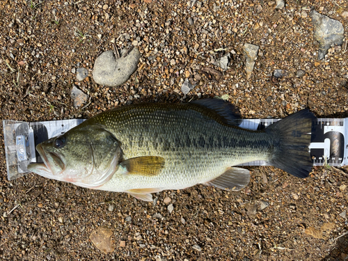 ブラックバスの釣果