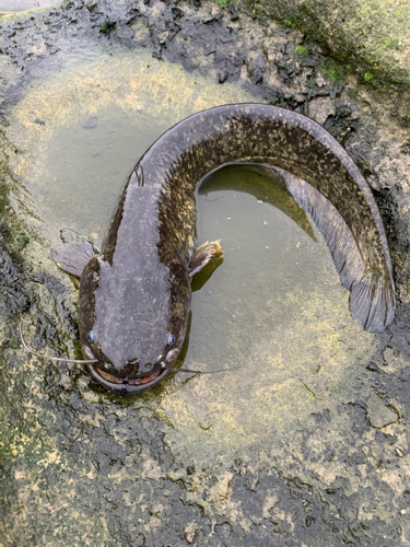 ニホンナマズの釣果