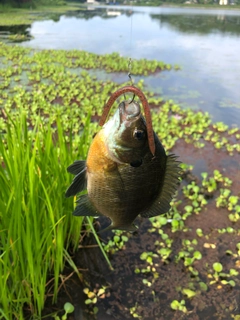 ブルーギルの釣果