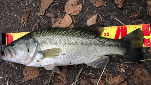 ブラックバスの釣果