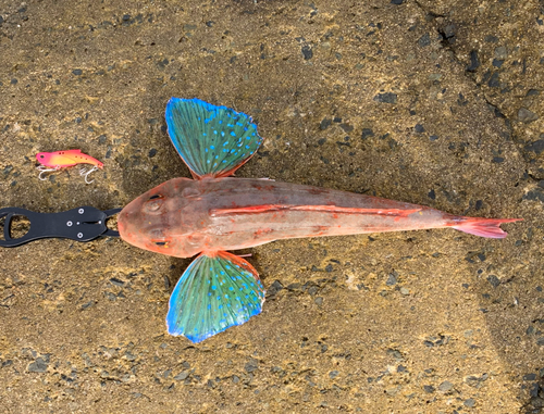 ホウボウの釣果