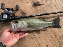 ラージマウスバスの釣果