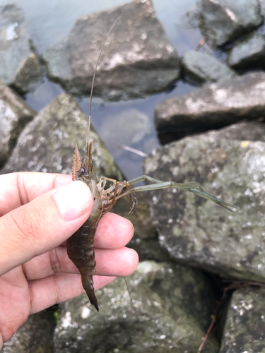 テナガエビの釣果