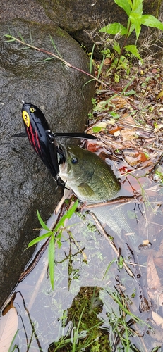 ブラックバスの釣果