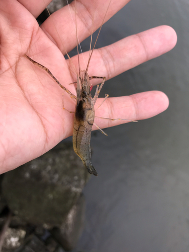 テナガエビの釣果