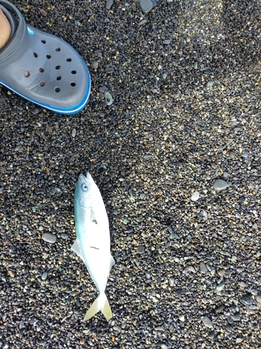 ワカシの釣果