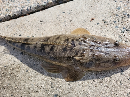 マゴチの釣果