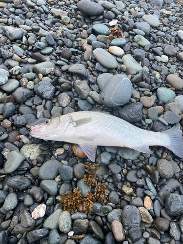 ヒラスズキの釣果