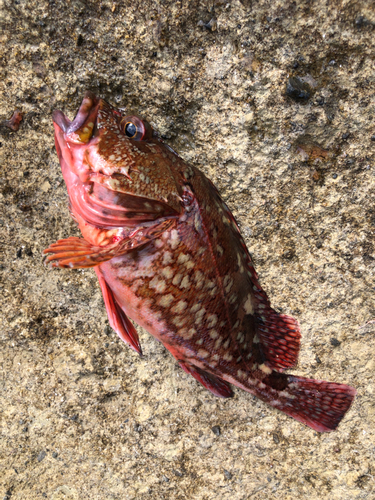 カサゴの釣果