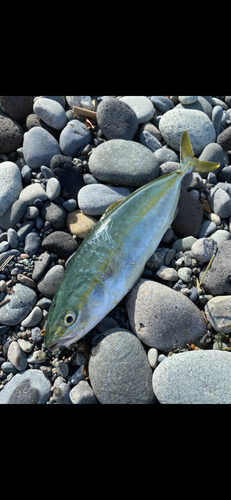 ワカシの釣果