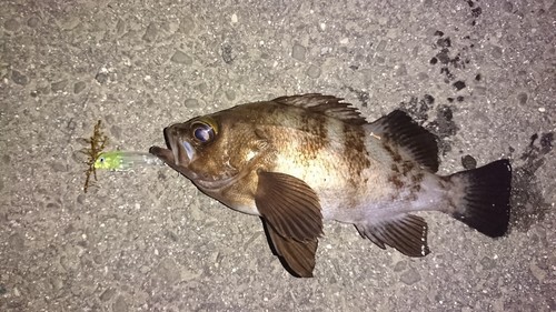 メバルの釣果