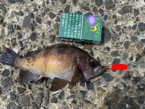 メバルの釣果