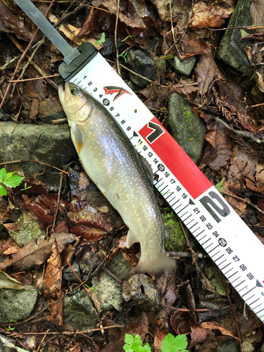 イワナの釣果