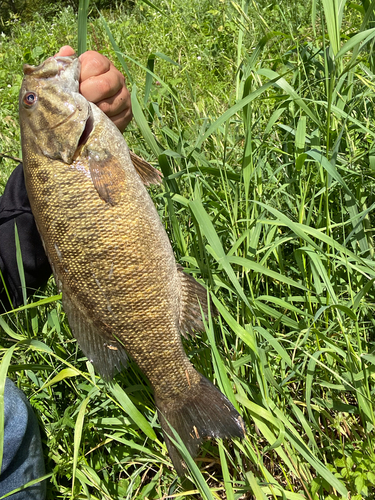 スモールマウスバスの釣果