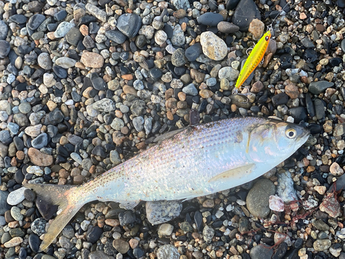 コノシロの釣果