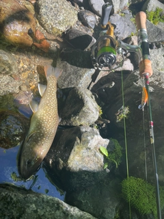 イワナの釣果