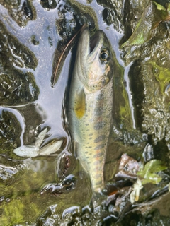 ヤマメの釣果