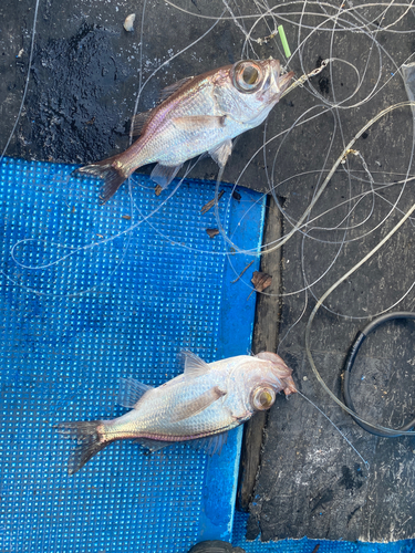 シロムツの釣果