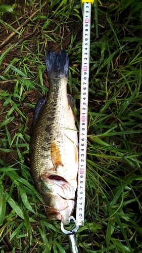 ブラックバスの釣果