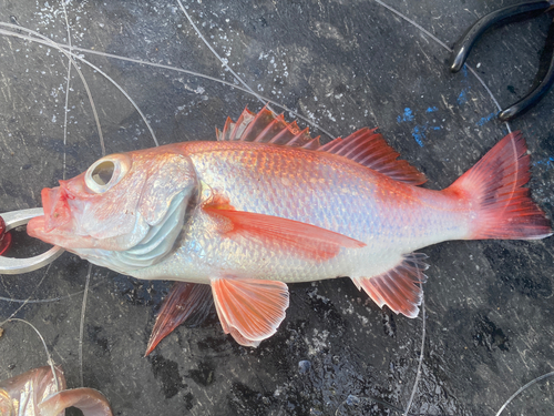 アカムツの釣果