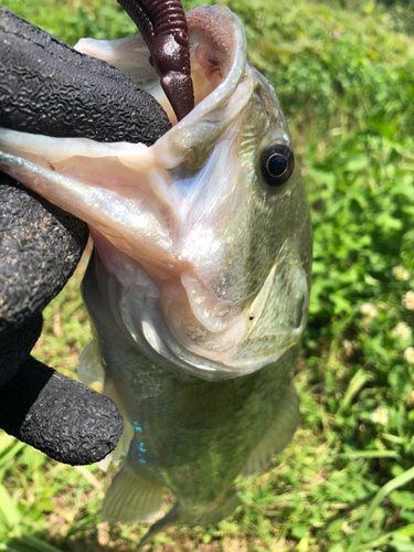 ラージマウスバスの釣果