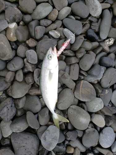 ワカナゴの釣果