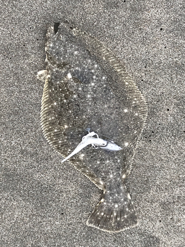 ヒラメの釣果