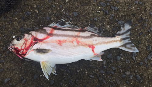 コトヒキの釣果