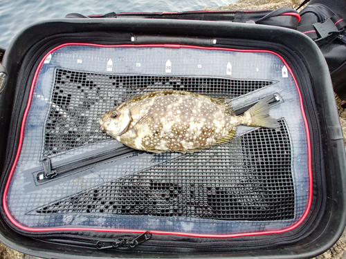 アイゴの釣果