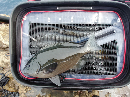 クチブトグレの釣果