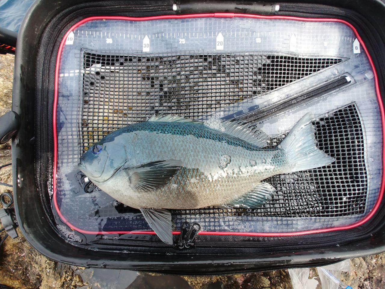 クチブトグレ