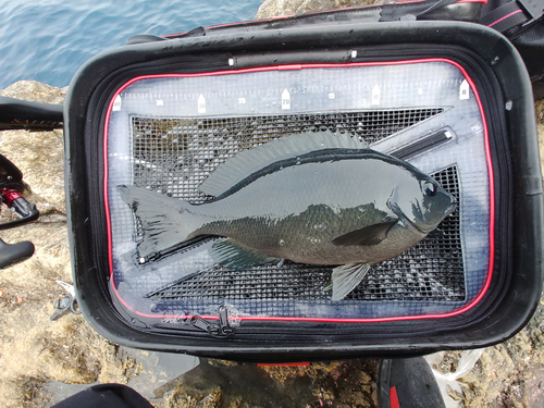 クチブトグレの釣果