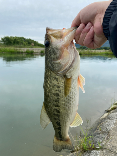 ラージマウスバスの釣果