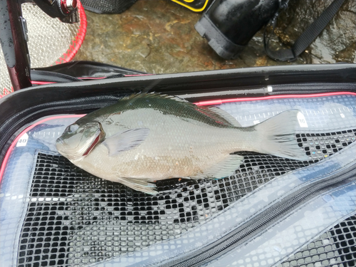 クチブトグレの釣果